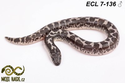 hadi na prodej, mládě, český chov hadů, odchov hadů, mojihadi.cz, Eryx columbrinus loveridgei, hroznýšek pestrý, Kenyan sand boa, het  Albino, Anery